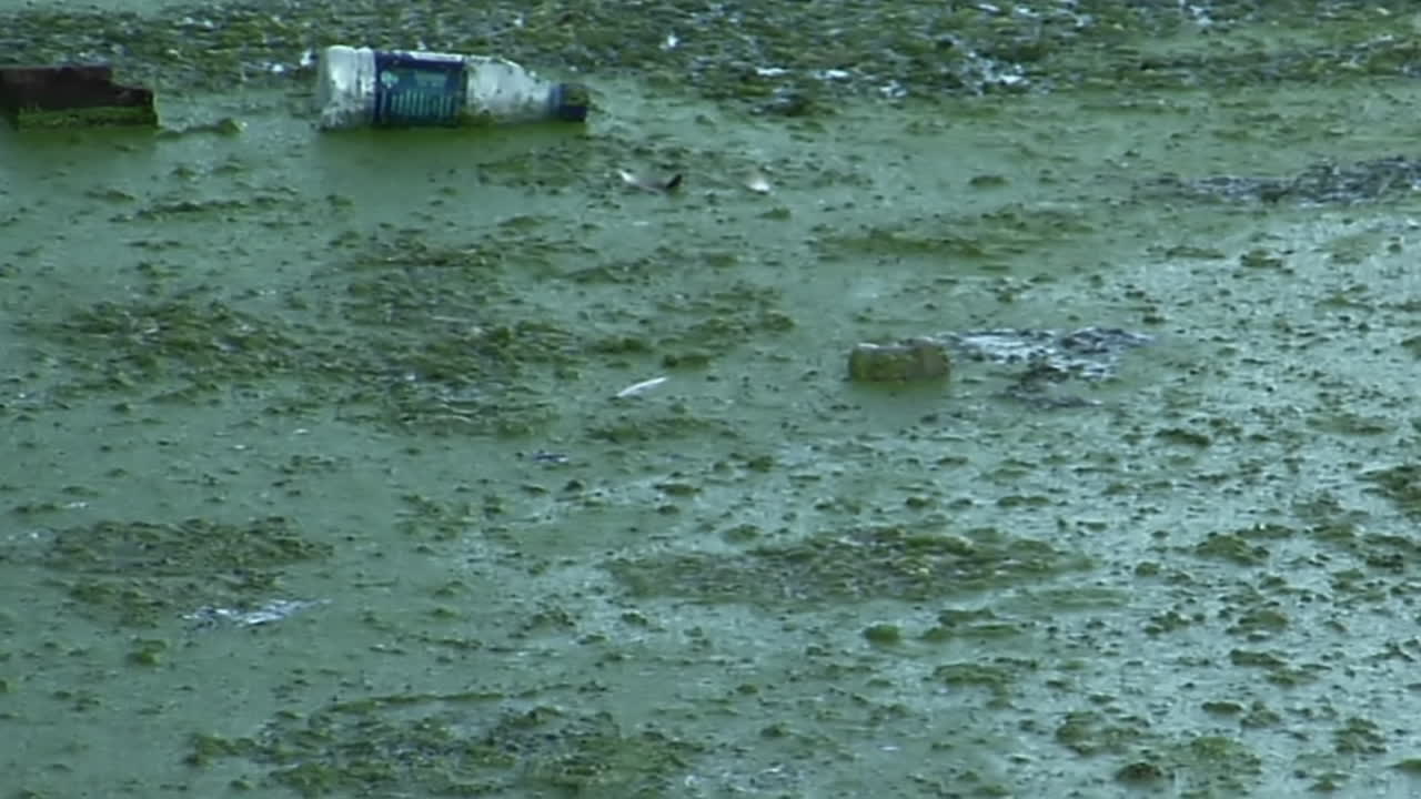 botellas y otros flotadores de basura en un canal lleno de algas 1