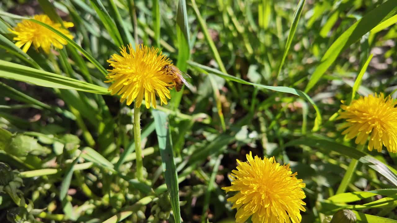 Slow motion of a honey bee collecting pollen from a yellow dandelion flower.