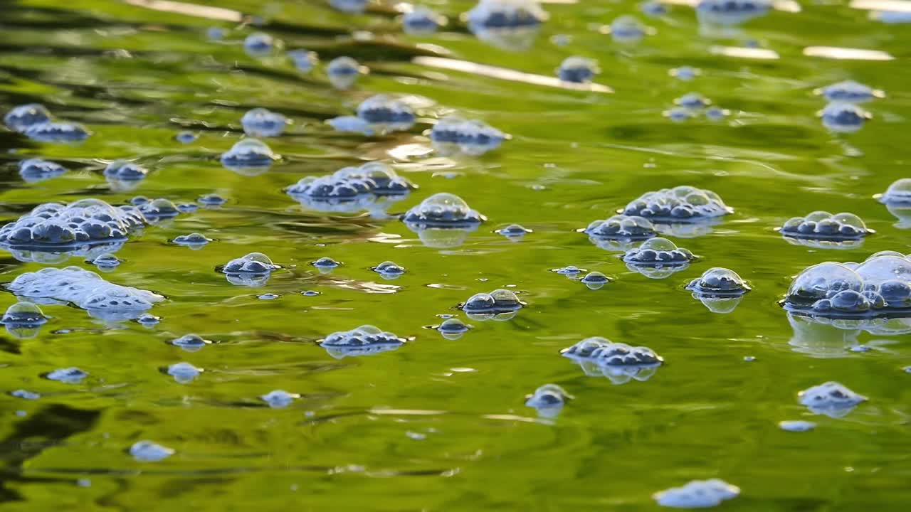 Burbujas y espuma flotando en la superficie de agua estancada de color verde brillante, reflejando la luz del sol