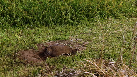 Cape-spurfowl-taking-a-dust-bath-between-green-vegetation,-medium-static