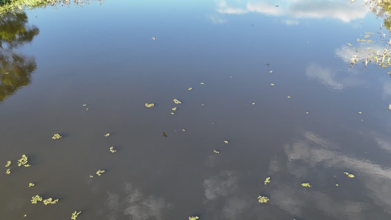 Aerial view of a serene wetlands pond with floating lilies and reeds, captured under clear skies with gentle camera movement