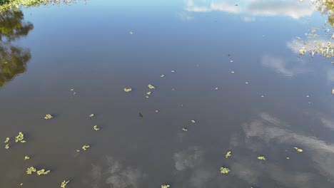 aerial view of a serene wetlands pond with floating lilies and reeds, captured under clear skies with gentle camera movement