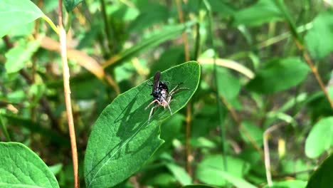 a flying ant and a spider fight on a leaf