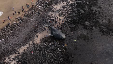 disaster tourists watching dead humpback whale on wild coast of iceland