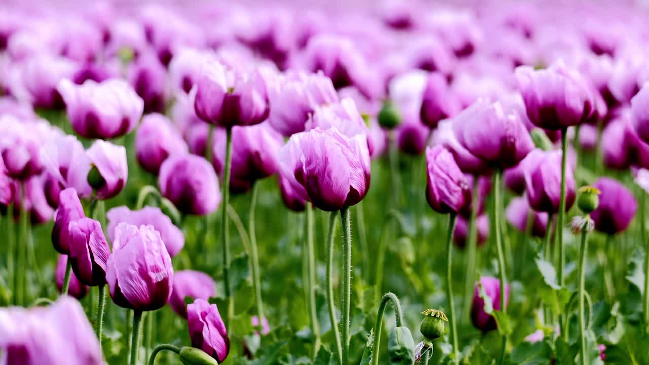 A field full of purple poppies near Erlenbach in Germany, Europe.