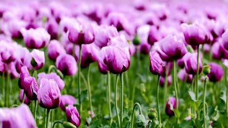 a field full of purple poppies near erlenbach in germany, europe.