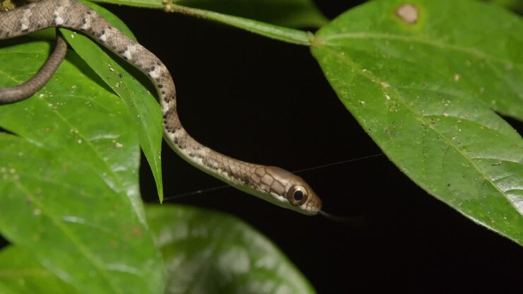 A Cat eye snake hangs over a green leaf at night as it nods its head around and flicks its tongue, static shot