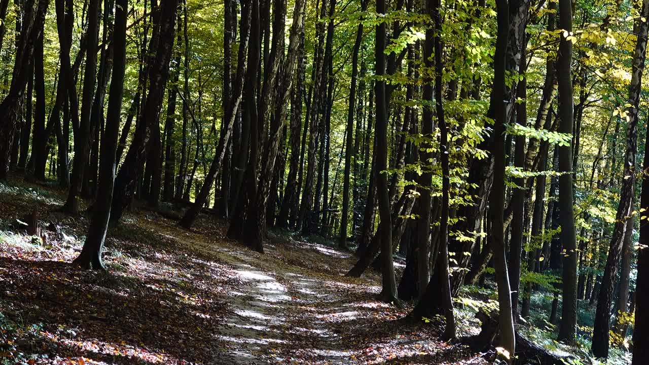 Foresta d'autunno