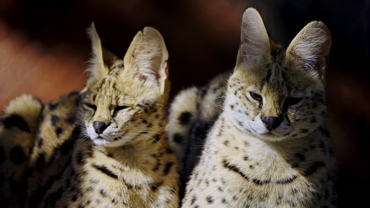 Two Servals Close Up