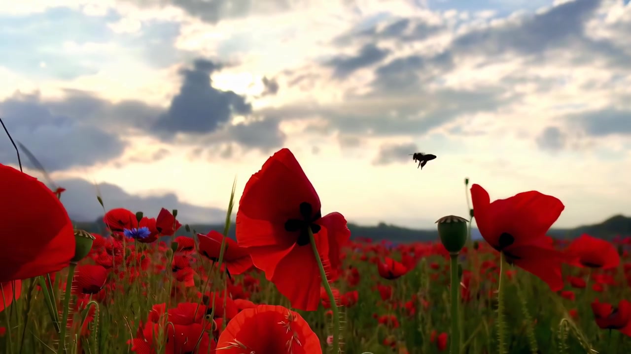 Bombo in volo su un vivace campo di papaveri rossi al tramonto