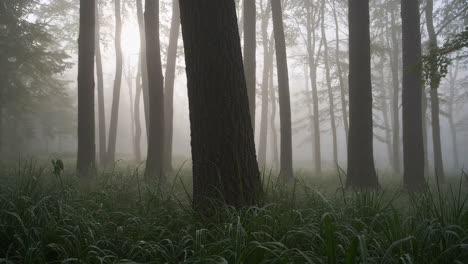 bosque de niebla al amanecer