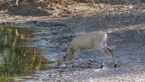 Young-Duiker-Drinking-On-The-Waterhole-In-Botswana,-South-Africa