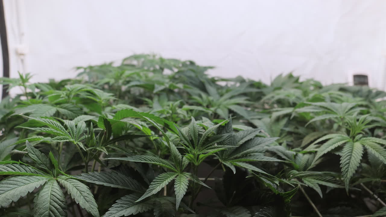 disparo en cámara lenta de una planta de cannabis que crece en una tienda de cultivo