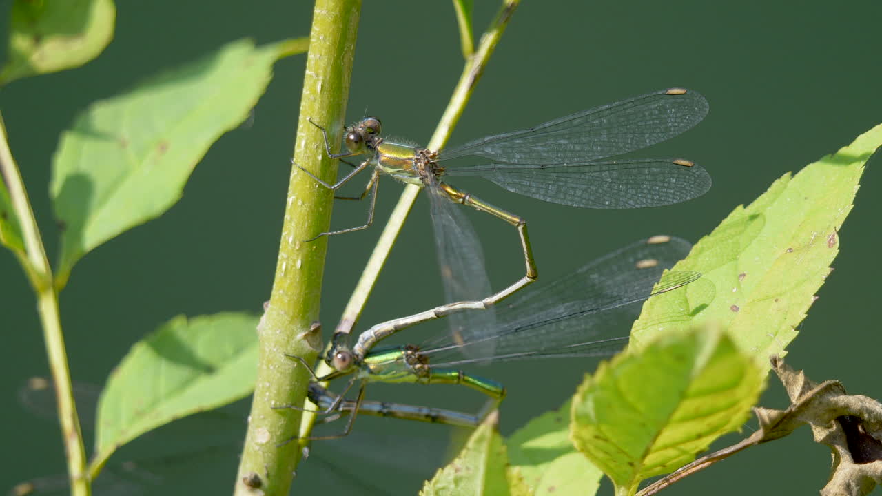 foto macro de libélula verde tomando el sol al aire libre en una planta verde en la selva - damisela azul de bilek o especies de damisela azul siberiana - coenagrionoidea