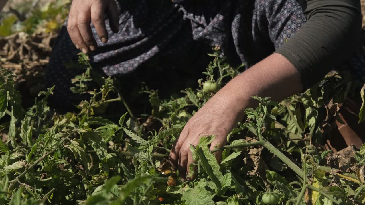 el granjero recogiendo tomates.