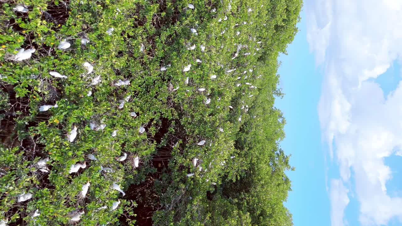 hábitat de aves en la zona turística de la playa en boca chica, república dominicana.