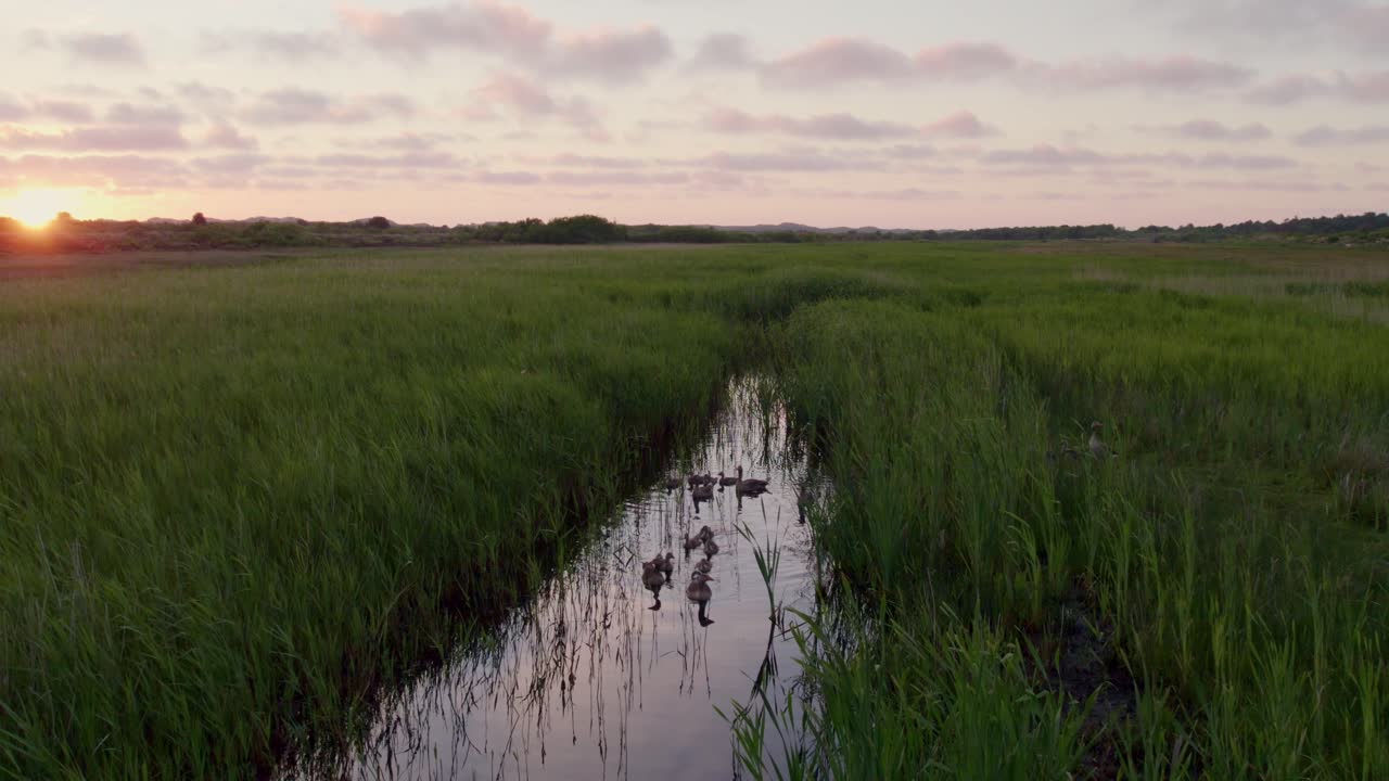 Tramonto su un fosso con oche, Terschelling, Paesi Bassi