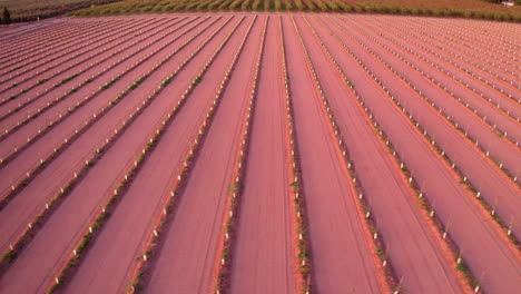 a vast agricultural field with long, parallel rows of crops or tilled earth extending into the distance