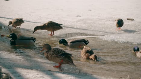 ducks swim in a small stream on a frozen lake