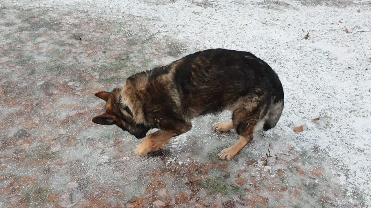 perro pastor alemán rascando el hielo