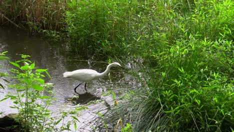 Im-Sommer-Des-Kichijoji-parks-In-Tokio-Schlendern-Viele-Reiher-Durch-Die-Seen,-Ganz-In-Der-Nähe-Der-Menschen,-Geduldig-Auf-Der-Suche-Nach-Nahrung