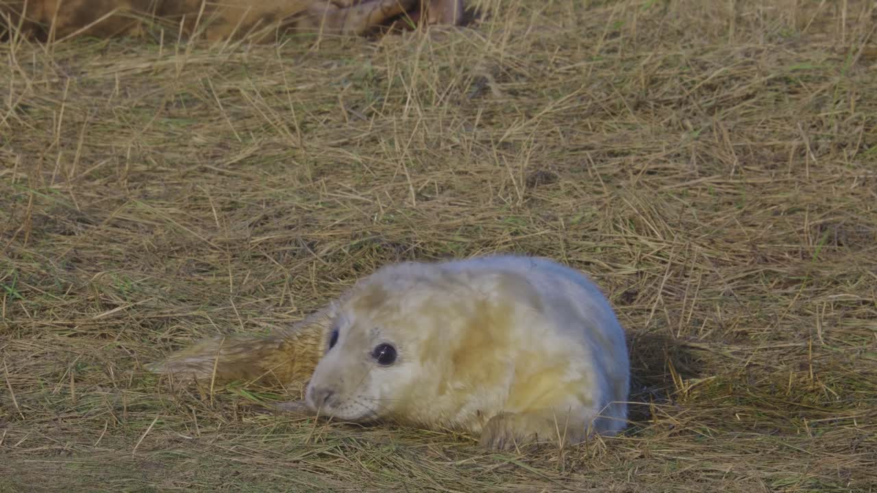 temporada de reproducción de la foca gris atlántica: cachorros recién nacidos con pelaje blanco, madres cuidando, sumergidos en el cálido sol de noviembre
