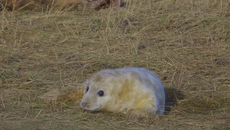 Atlantic-Grey-seal-breeding-season:-newborn-pups-with-white-fur,-mothers-nurturing,-soaking-in-the-warm-November-sun