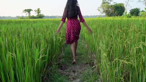 Toma-Aérea-De-Una-Grúa-De-Una-Mujer-Con-Los-Brazos-Extendidos-Corriendo-En-Una-Granja-De-Arroz-Durante-La-Puesta-De-Sol