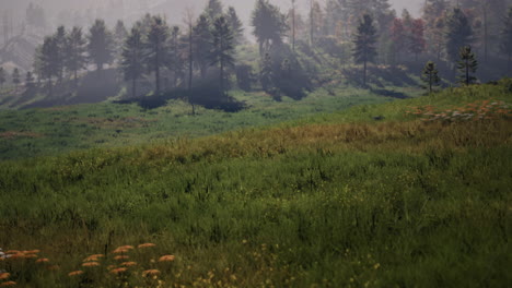summer landscape in the carpathian mountains