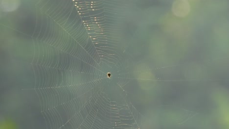 Spider-web---spider-in-web-