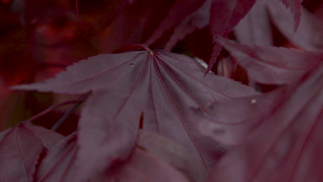 japanese maple tree leaves. closeup 1. 5sec-60fps