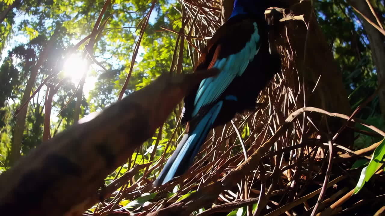 Colorful Bird in a Tropical Nest