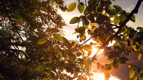 sunset on lake with branches and lens flares