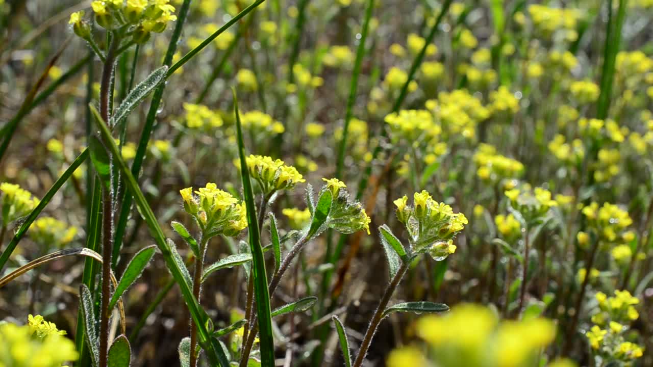 Sfondo giallo di fiori. Fiori tra l'erba.