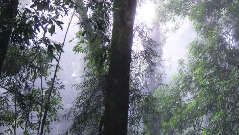 tranquil scenes of a foggy, lush forest