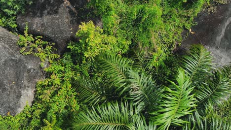 Aerial above Lush green plants trees Big stones among jungle
