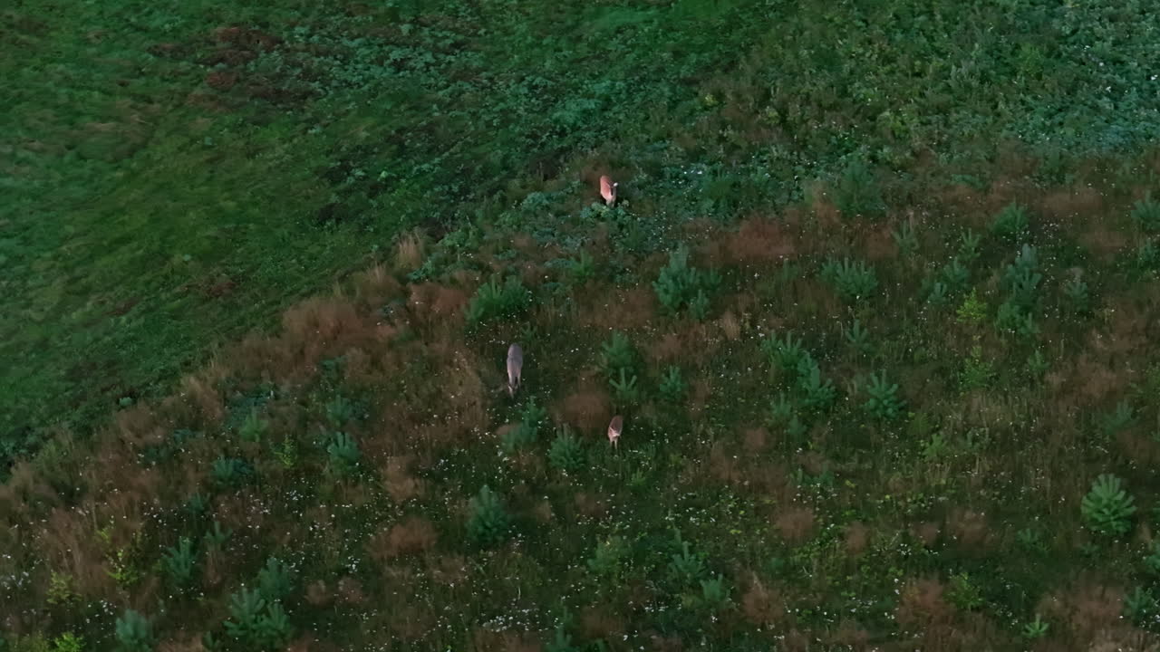 Vista aerea che ruota intorno a dei cervi che mangiano in una zona di campagna, campo forestale, sera d'estate