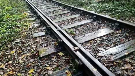 ferrocarril de hierro oxidado no utilizado cubierto de hojas de color otoño en el bosque boscoso