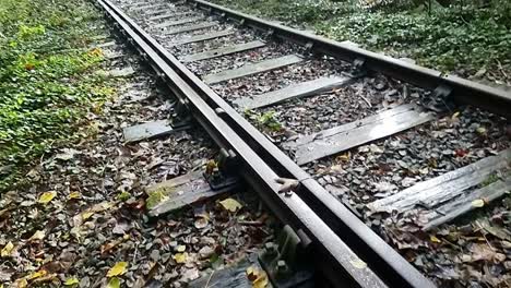 rusted unused iron railroad covered in autumn coloured leaves in woodland forest