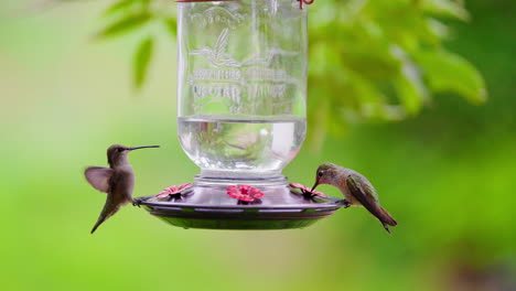 hummingbirds at a nectar feeder