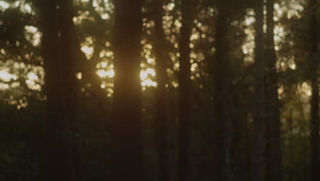 blurred bokeh view of forest trees on a sunset in autumn