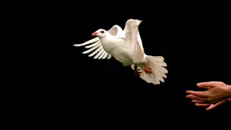 Hands-releasing-a-dove-on-black-background