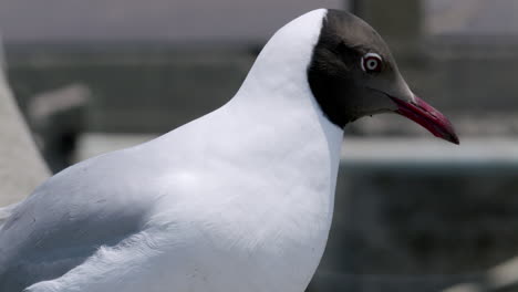 One-black-headed-seagull,-Chroicocephalus-ridibundus-is-perching-on-top-of-a-concrete-railing-at-the-jetty-of-Bangphu-Recreational-Area-in-Samut-Prakan-in-Thailand