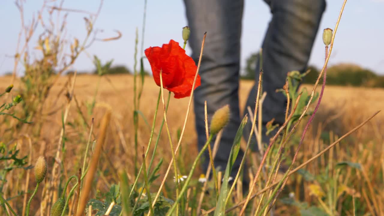Person walking through golden wheat field with solitary red poppy flower