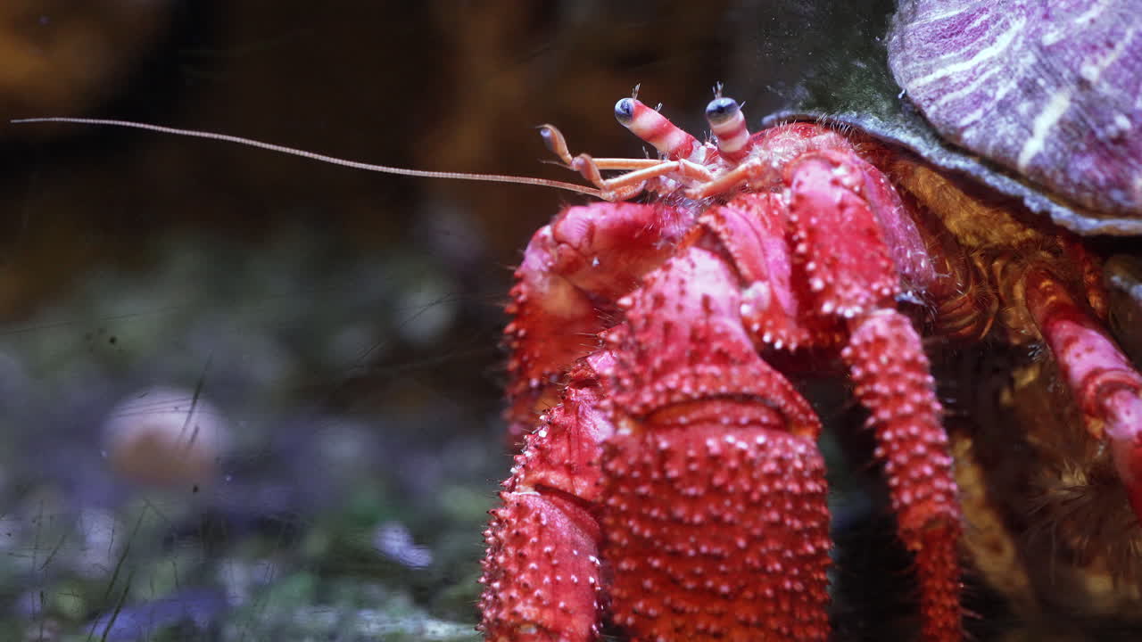 Bright red hermit crab in close-up view, perched on rocky seafloor inside its shell