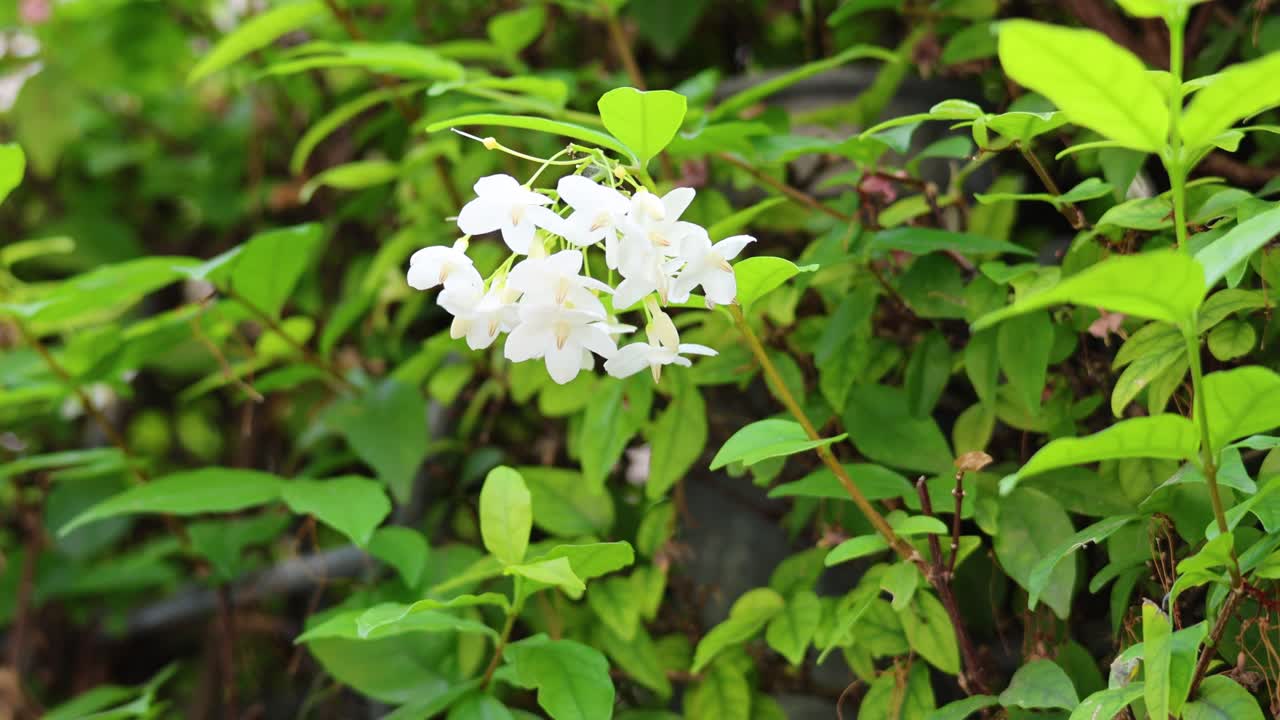 un racimo de flores blancas moviéndose en la brisa