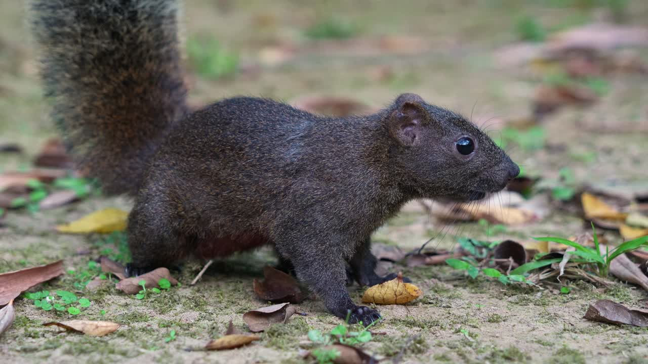lindo ardilla de pallas con cola esponjosa, avistado en el suelo del bosque, olfateando y alertado por el entorno circundante, disparo de cerca