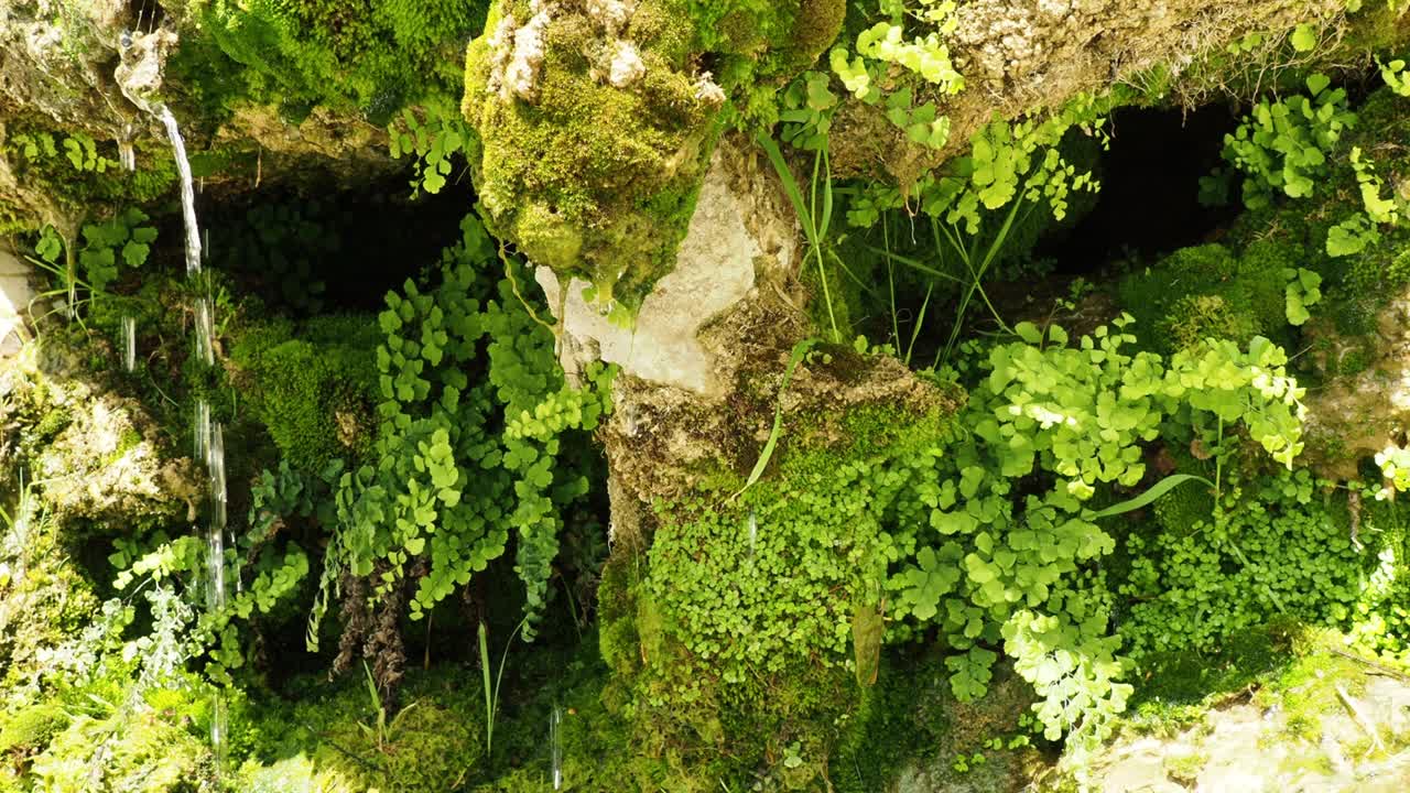 小さなのある自然の森の景色美しい自然の風景