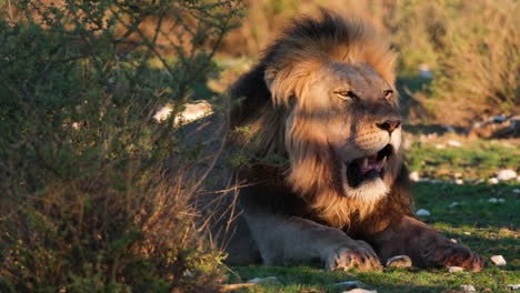 león africano en reposo - de cerca