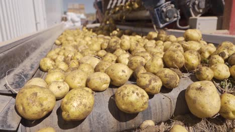 Cosecha-De-Papa.-Clasificación-De-Patatas.-Camara-Lenta.